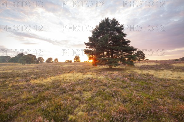 Glowing heath in the quiet summer evening of the Behringer Heide