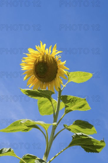 Sunflower (Helianthus annuus) against a blue sky, Bavaria, Germany
