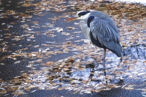 Grey heron in late autumn, Germany