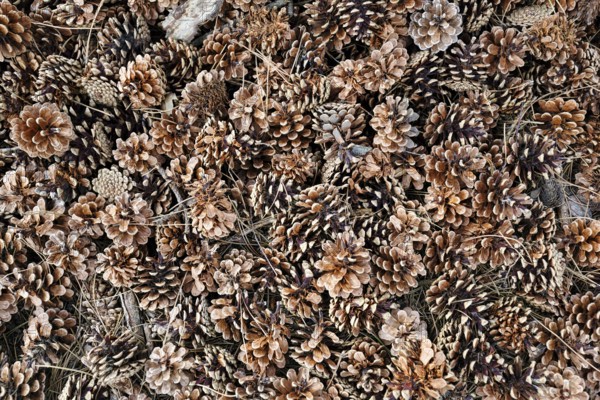 Countless dry pine cones (Pinus), Scots pine (Pinus sylvestris), forest floor, view from above, Bornholm, Denmark