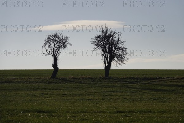 Two trees, landscape in late autumn, Germany