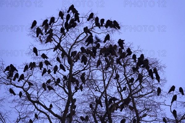 Crows on a tree in late autumn, Germany