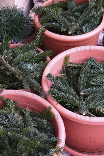 Pine branches as frost protection on flower pots, winter, Germany