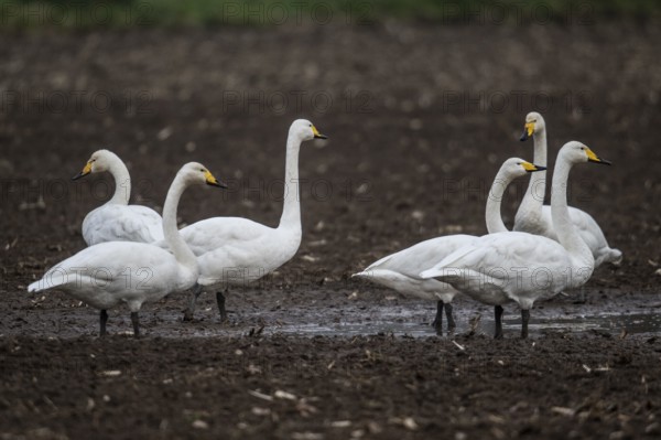 Singswans (Cygnus cygnus), Emsland, Lower Saxony, Germany