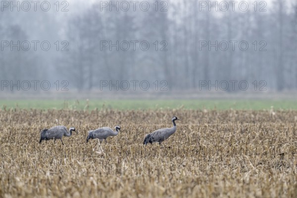 Cranes (Grus grus), Lower Saxony, Germany
