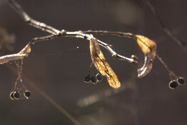 Linden tree in late autumn, Germany
