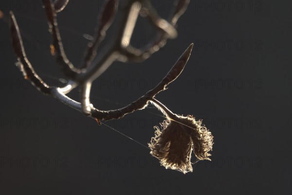 Bucheckern, late autumn, Germany