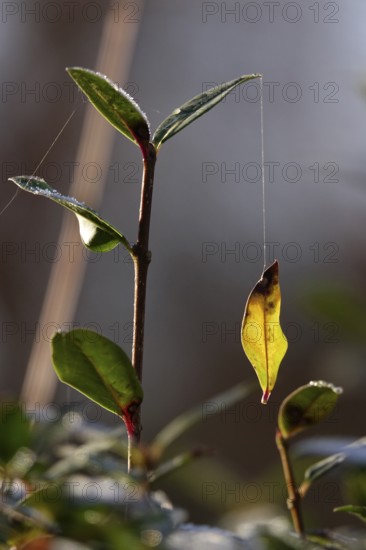 Leaf on a silk thread, autumn, Germany