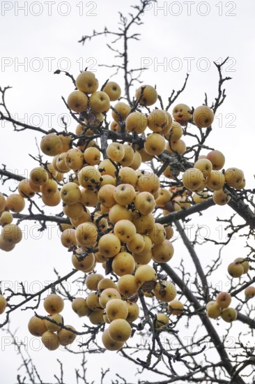 Apples in late autumn, Germany