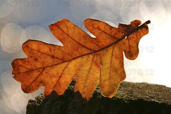 Autumn leaf, late autumn, Germany