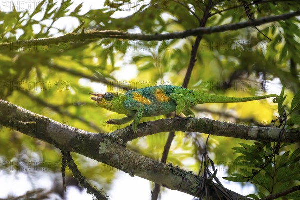 Three-horned chameleon (Trioceros jacksonii), male, Bwindi Impenetrable Forest National Park, Uganda