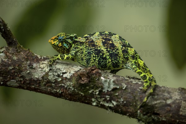 Three-horned chameleon (Trioceros jacksonii), female, Bwindi Impenetrable Forest National Park, Uganda