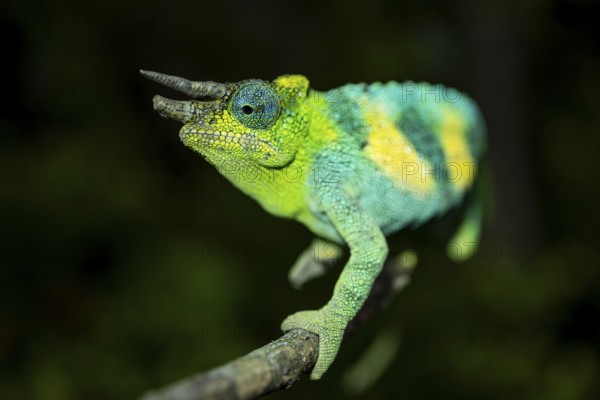 Three-horned chameleon (Trioceros jacksonii), male, Bwindi Impenetrable Forest National Park, Uganda