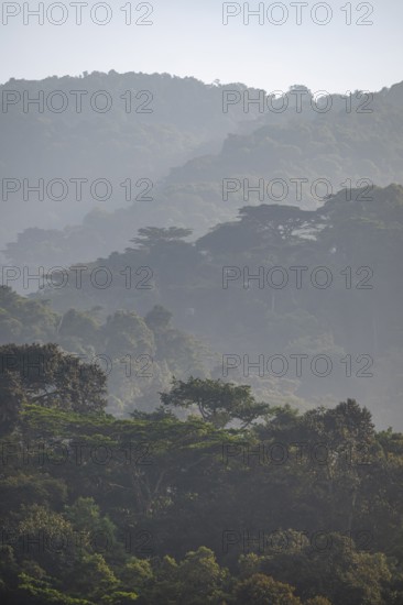 Rainforest, jungle, Bwindi Impenetrable Forest National Park, Uganda