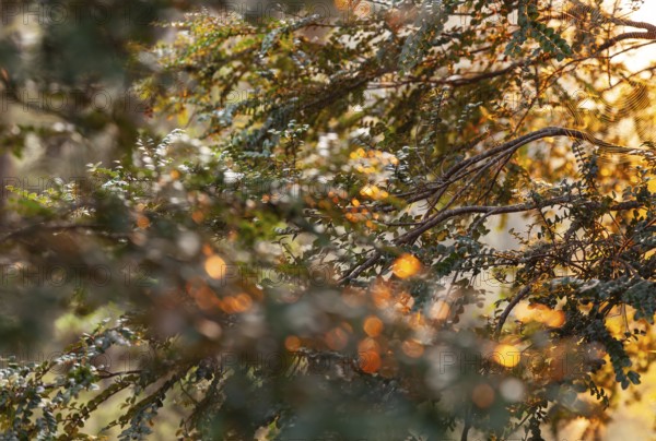 Tasmanian deciduous tree (Nothofagus gunnii) at sunrise, with illuminated sun and beautiful morning atmosphere in the forest of the Cradle Mountains National Park, Tasmania