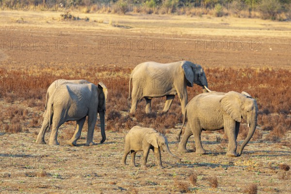 African Elephant (Loxodonta africana) Famioey Zambia