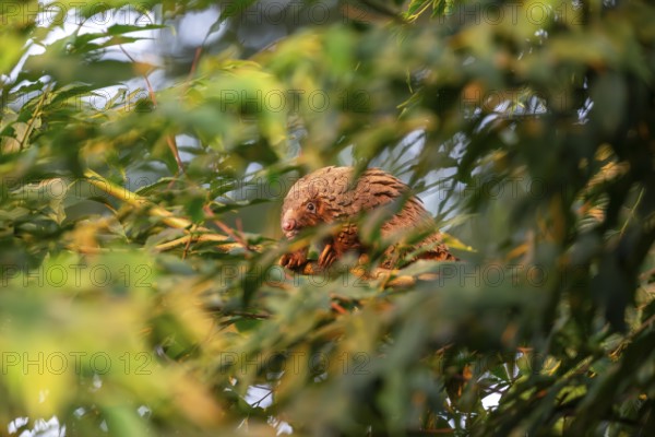 Pangolin climbing a tree, white-bellied pangolin (Phataginus tricuspis, Manis tricuspis), Western Region, Pangolin Rescue Center, Uganda