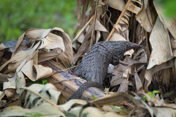 Pangolin on the ground, white-bellied pangolin (Phataginus tricuspis, Manis tricuspis), Western Region, Pangolin Rescue Center, Uganda