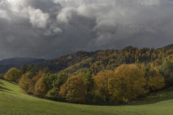Vast green field features trees with gold and red leaves. The grey sky brings drama to this tranquil autumn mountain scene, with rolling hills in the background. Bas Rhin, Alsace, France
