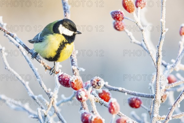 Great tit (Parus major) Germany