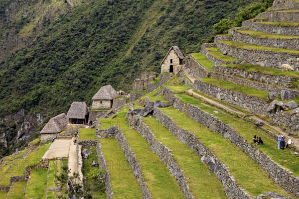 Ancient terraces and buildings on a green mountainside, the ruins of the Inca city of Machu Picchu in Peru