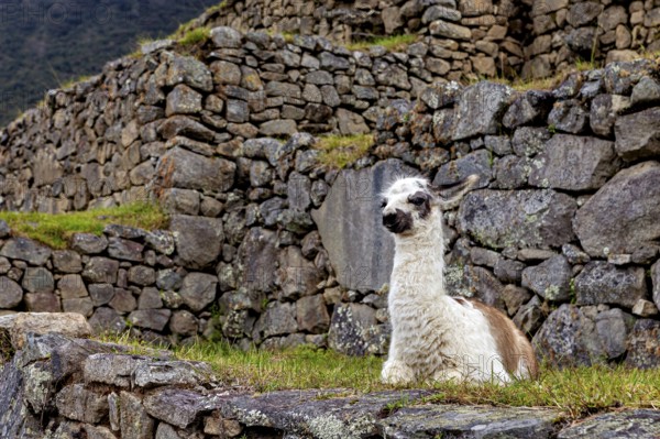 Llama sitting in the midst of stone ruins surrounded by grass under a cloudy sky, A llama in the ruins of the Inca city of Machu Picchu in Peru