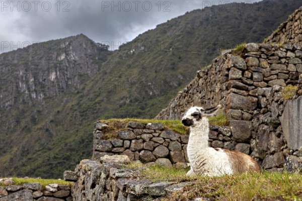 Inca ruins with a llama in the foreground surrounded by mountains and a cloudy sky, a llama in the ruins of the Inca city of Machu Picchu in Peru