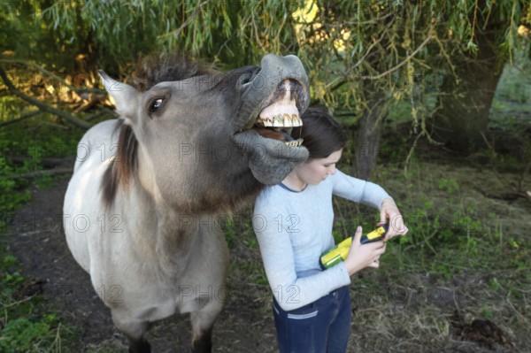 Howling horse, next to a young girl in the pasture, Othenstorf, Mecklenburg-Western Pomerania, Germany