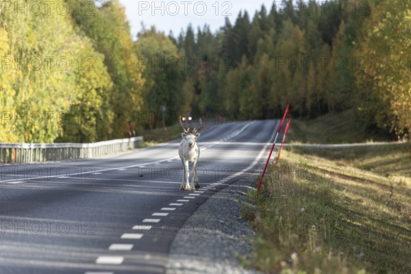 White reindeer on the street in Sweden, Lapland in autumn
