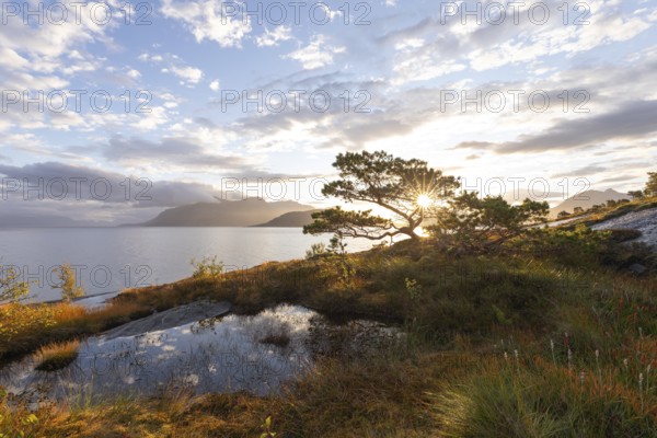 Scots pine with sun stars on the Norwegian fjord. Sunrise at Bodø, Nordland, Norway
