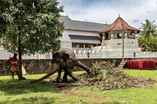 An elephant and a person next to a historic building with tropical vegetation, A chained temple elephant in the Temple of the Tooth in Kandy Sri Lanka