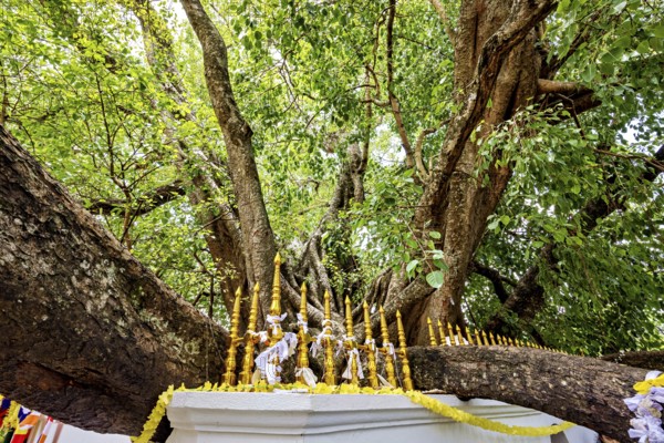 A widely branched tree with golden decorations on a railing, surrounded by lush greenery, Sacred Bodhi tree in Kandy Sri Lanka