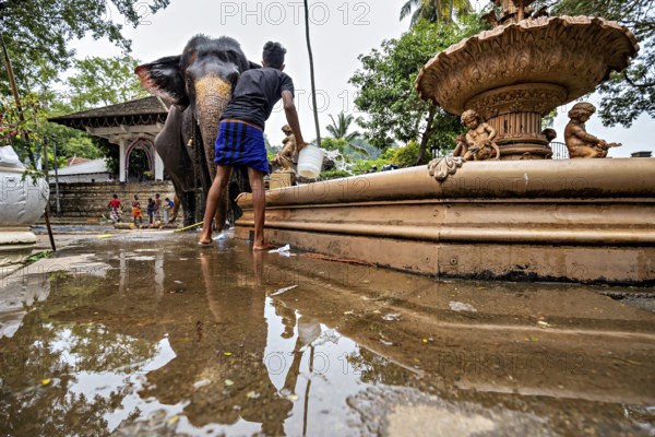 Man washes at the temple well with an elephant in a quiet environment, water reflects pictures, a mahout washes his elephant at a well in downtown Kandy Sri Lanka