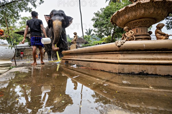 Man cleans elephant in temple-like environment, water reflects the scene and gives it a calm atmosphere, a mahout washes his elephant at a well in downtown Kandy Sri Lanka
