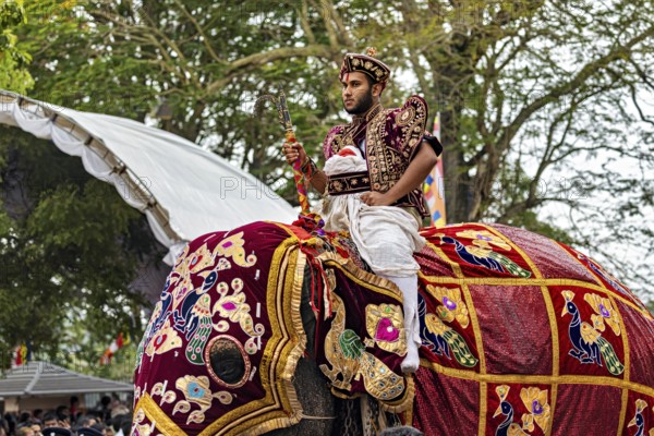 A rider in traditional clothing on a richly decorated elephant in detail, The Perahera Parade in Kandy Sri Lanka