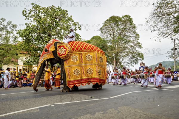 Decorated elephant and drummer at a lively parade on a street, The Perahera Parade in Kandy Sri Lanka