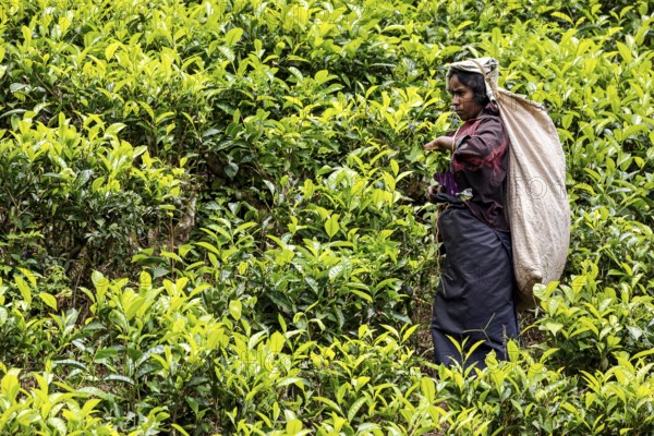Female worker with large sack picking tea leaves in a green tea field, tea picker in a tea plantation in the highlands near Kandy Sri Lanka