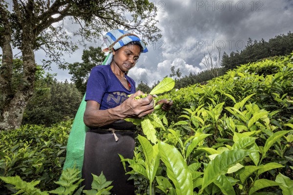 In a rural area, a woman picks tea leaves under cloudy skies, a tea picker in a tea plantation in the highlands near Kandy Sri Lanka