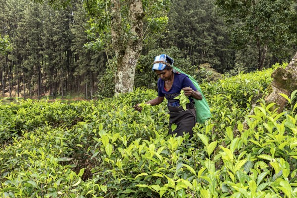 Between tall trees, a woman collects tea leaves on a rural plantation, tea picker in a tea plantation in the highlands near Kandy Sri Lanka