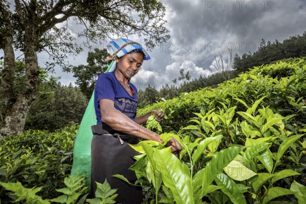 A woman is picking leaves in a green tea plantation under a cloudy sky, a tea picker in a tea plantation in the highlands near Kandy Sri Lanka