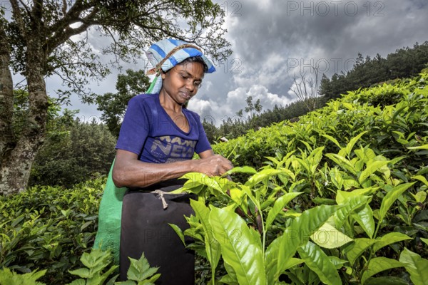 In a tea plantation, a woman is picking concentrated tea leaves, the sky is cloudy, a tea picker in a tea plantation in the highlands near Kandy Sri Lanka