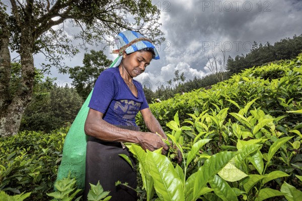 Woman carefully picks tea leaves while clouds cover the sky, tea picker in a tea plantation in the highlands near Kandy Sri Lanka