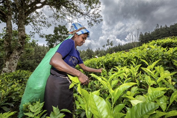 A woman picks tea leaves in a tea plantation under a cloudy sky, tea picker in a tea plantation in the highlands near Kandy Sri Lanka