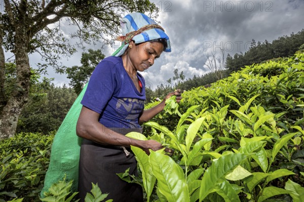 A woman harvesting tea leaves under dramatic skies in a plantation, tea picker in a tea plantation in the highlands near Kandy Sri Lanka