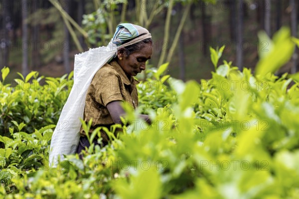 Smiling worker carefully collects tea leaves in a dense plant, tea picker in a tea plantation in the highlands near Kandy Sri Lanka