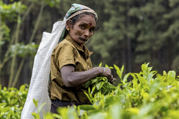 Close-up of a woman energetically picking tea leaves and collecting them into a sack, a tea picker in a tea plantation in the highlands near Kandy Sri Lanka
