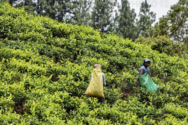 Two people collect tea leaves on a green hill with trees in the background, tea picker in a tea plantation in the highlands near Kandy Sri Lanka