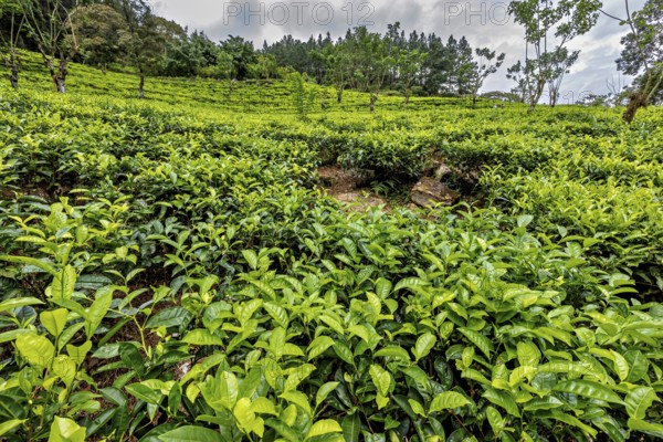 Lush tea plantation spread over rolling hills, surrounded by scattered trees and thick vegetation, tea plantation in the highlands near Kandy Sri Lanka
