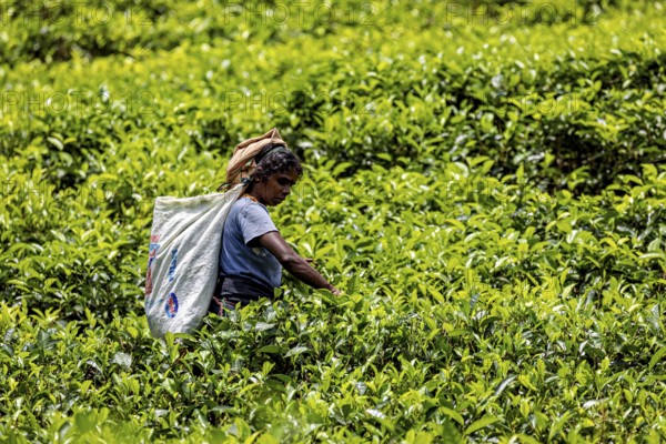 Woman harvesting tea in a lush green tea garden in bright sunshine, tea picker in a tea plantation in the highlands near Kandy Sri Lanka