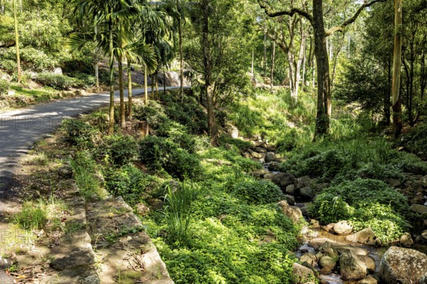 A natural trail through a sunlit forest with a small stream, The forest in the highlands near Kandy Sri Lanka
